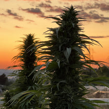 Load image into Gallery viewer, Limited Edition Tincture: Sweet Sleep with Chamomile