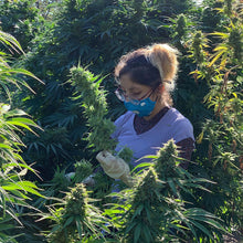 Load image into Gallery viewer, Limited Edition Tincture: Orange Glaze