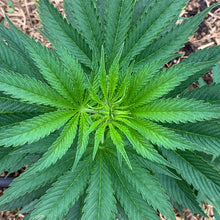 Load image into Gallery viewer, Limited Edition Tincture: Orange Glaze