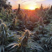 Load image into Gallery viewer, Hemp plants growing outdoors with a sunset in the background